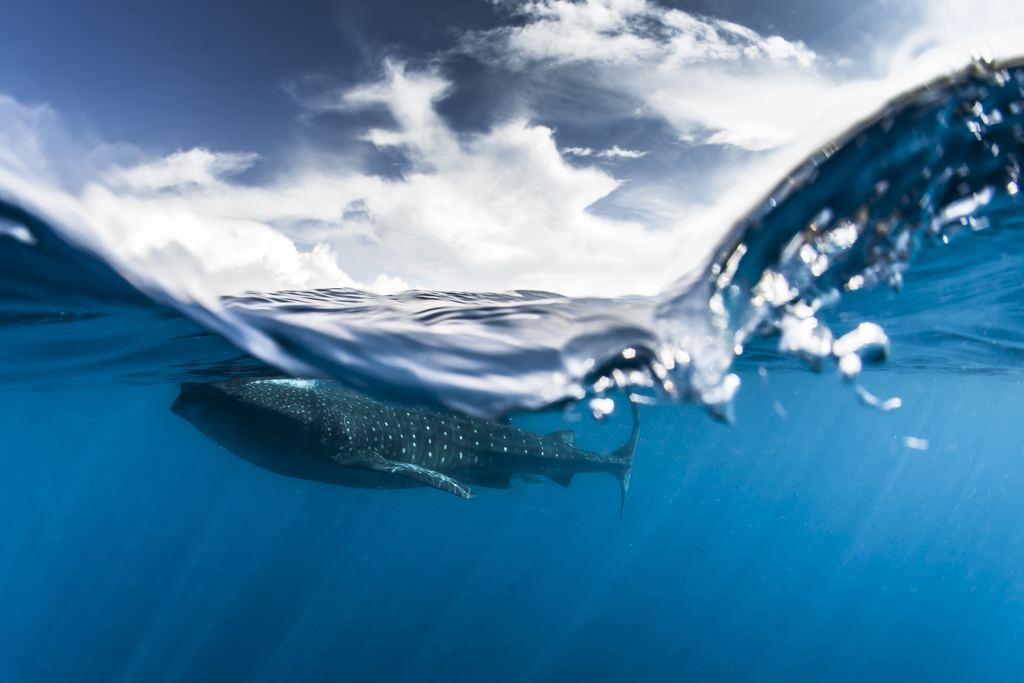 Всемирный день океанов